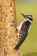 WOODPECKERS
