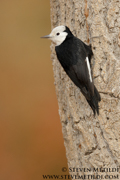 WOODPECKERS