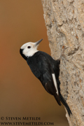 WOODPECKERS