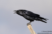 CROWS, RAVENS, AND JAYS