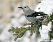 CROWS, RAVENS, AND JAYS