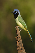 CROWS, RAVENS, AND JAYS