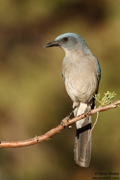 CROWS, RAVENS, AND JAYS