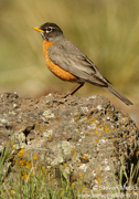 SONGBIRDS