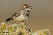 SONGBIRDS