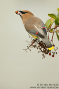 SONGBIRDS