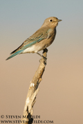 SONGBIRDS