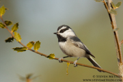 SONGBIRDS