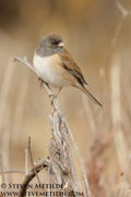 SONGBIRDS