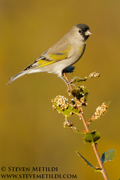 SONGBIRDS