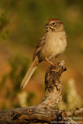 SONGBIRDS