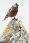 SONGBIRDS