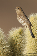 SONGBIRDS