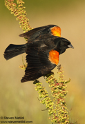 SONGBIRDS